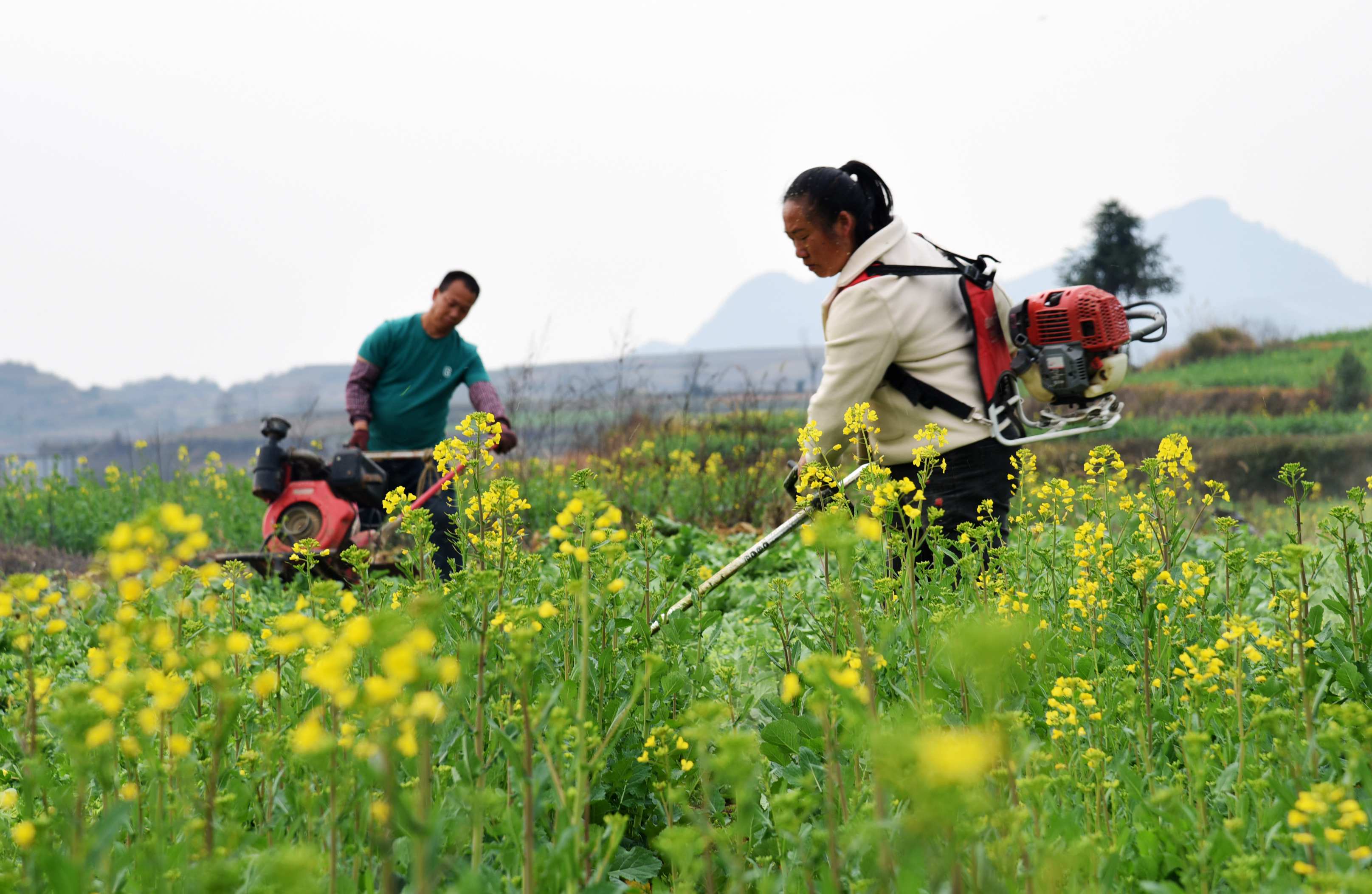 图为近日，贵州省福泉市陆坪镇罗坳村，农民在油菜轮作种植田间劳作。.jpg.jpg